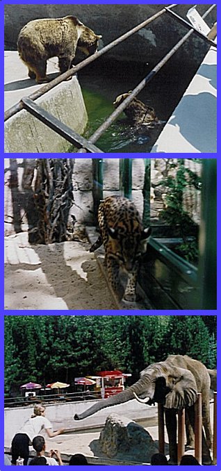 images/lesna_2.jpg (75470 bytes)